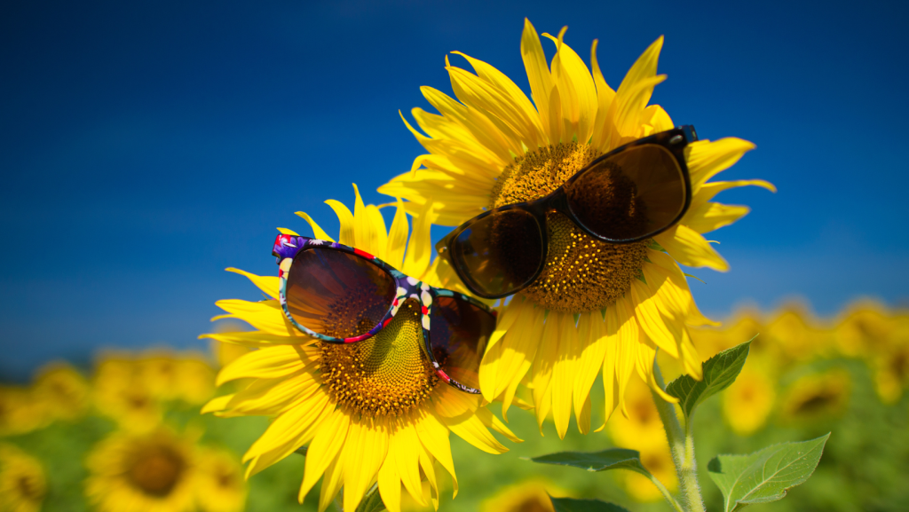 Zwei Sonnenblumen mit Sonnenbrillen vor blauem Himmel – Symbol für Gemeinschaft, Freude und Sommerstimmung