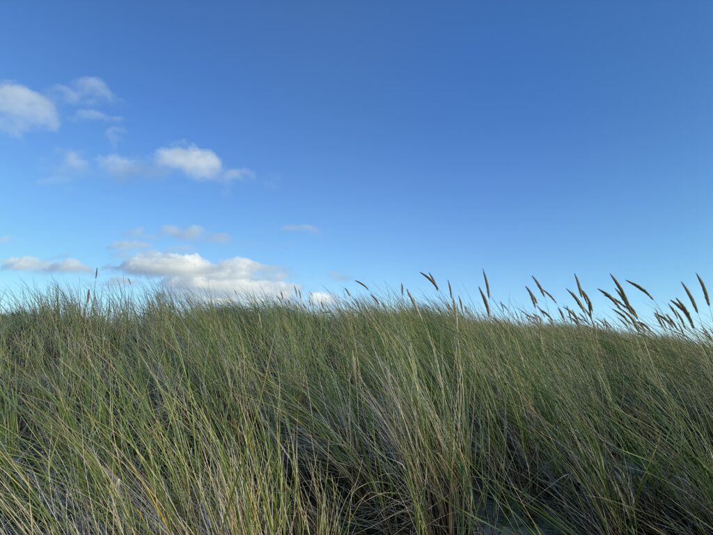 Dünengras unter blauem Himmel – Raum für Gedanken, Blog von Kerstin Biß